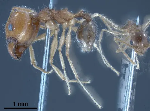 Pheidole jordanica specimen ANTWEB1038027 image antweb1038027_5