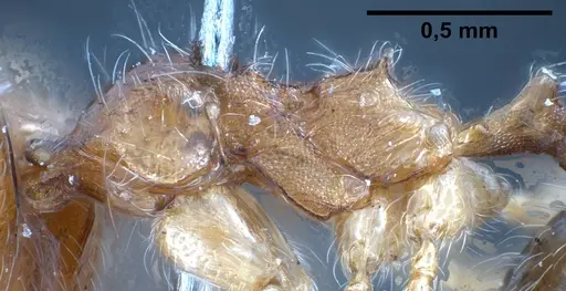 Pheidole jordanica specimen ANTWEB1038027 image antweb1038027_6