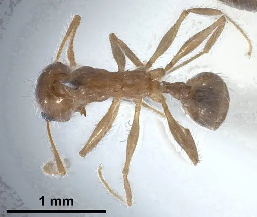 Pheidole jordanica specimen ANTWEB1038028 image antweb1038028_1