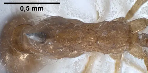 Pheidole jordanica specimen ANTWEB1038028 image antweb1038028_2