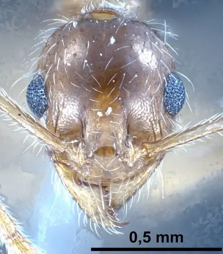 Pheidole jordanica specimen ANTWEB1038028 image antweb1038028_3