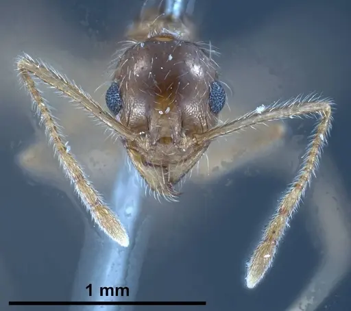 Pheidole jordanica specimen ANTWEB1038028 image antweb1038028_4