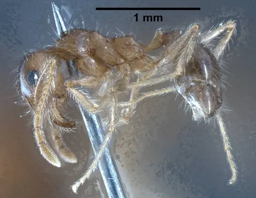 Pheidole jordanica specimen ANTWEB1038028 image antweb1038028_5