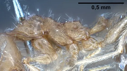 Pheidole jordanica specimen ANTWEB1038028 image antweb1038028_6