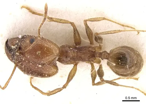 Pheidole jordanica specimen CASENT0281624 image casent0281624_1