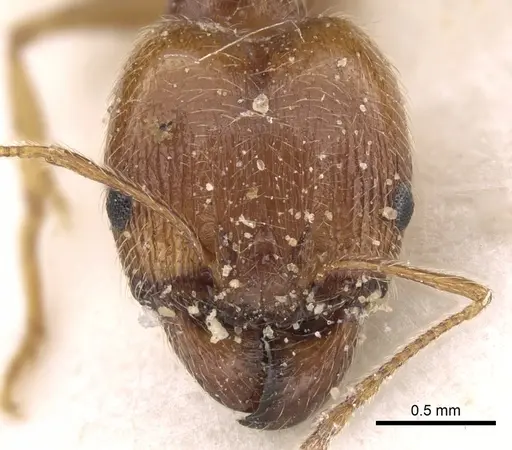 Pheidole jordanica specimen CASENT0281624 image casent0281624_2