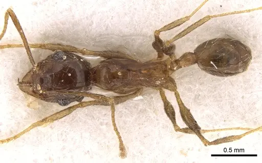 Pheidole jordanica specimen CASENT0281625 image casent0281625_1