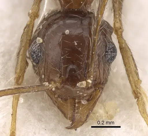 Pheidole jordanica specimen CASENT0281625 image casent0281625_2