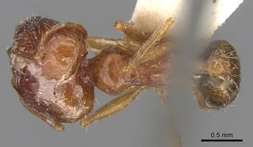 Pheidole jordanica specimen CASENT0906516 image casent0906516_1
