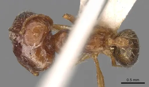 Pheidole jordanica specimen CASENT0906516 image casent0906516_2