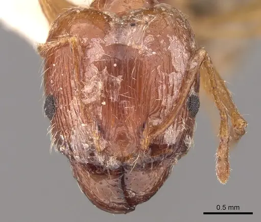 Pheidole jordanica specimen CASENT0906516 image casent0906516_3