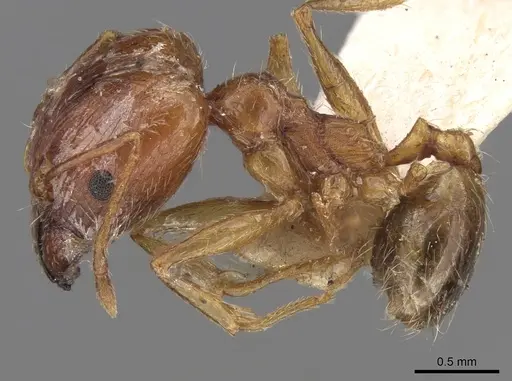 Pheidole jordanica specimen CASENT0906516 image casent0906516_4
