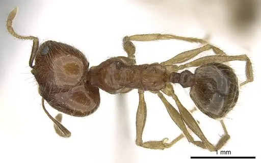 Pheidole jordanica specimen CASENT0906620 image casent0906620_1