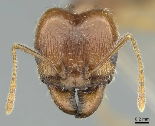 Pheidole jordanica specimen CASENT0906620 image casent0906620_2