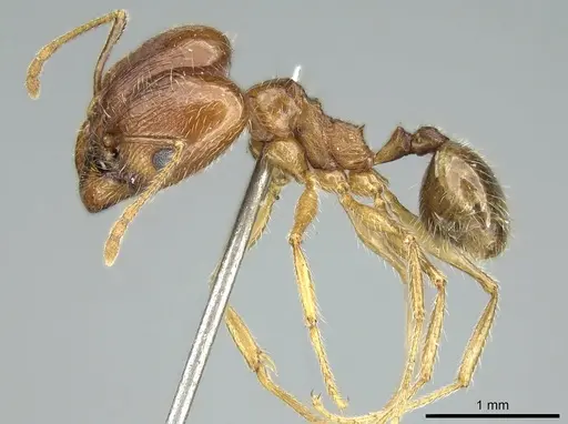 Pheidole jordanica specimen CASENT0906620 image casent0906620_3