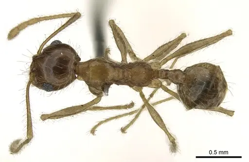 Pheidole jordanica specimen CASENT0906621 image casent0906621_1