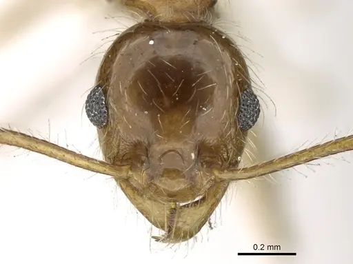 Pheidole jordanica specimen CASENT0906621 image casent0906621_2