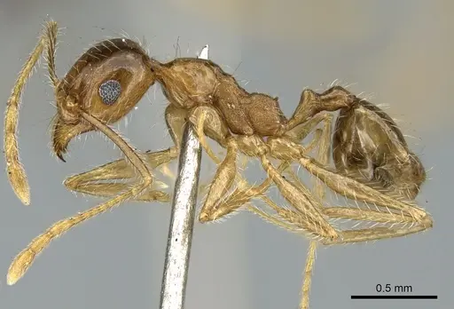 Pheidole jordanica specimen CASENT0906621 image casent0906621_3