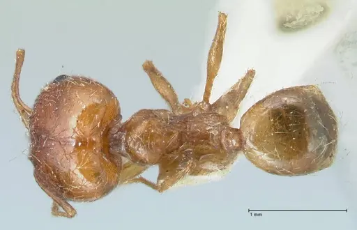 Pheidole jordanica specimen FOCOL1300 image focol1300_1