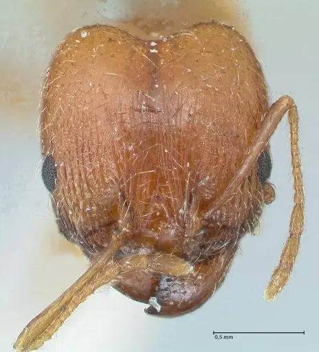Pheidole jordanica specimen FOCOL1300 image focol1300_2