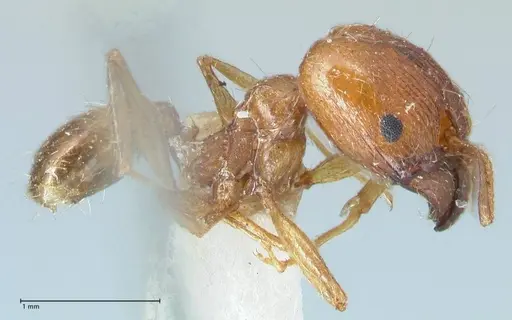 Pheidole jordanica specimen FOCOL1300 image focol1300_3