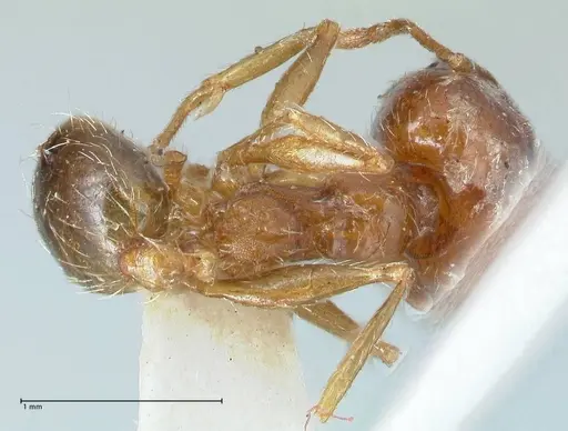 Pheidole jordanica specimen FOCOL1301 image focol1301_1