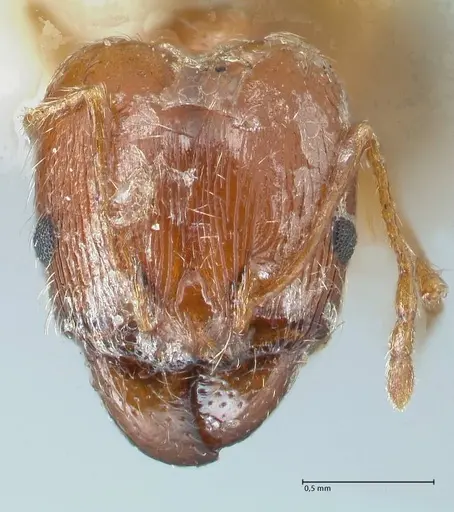 Pheidole jordanica specimen FOCOL1301 image focol1301_2