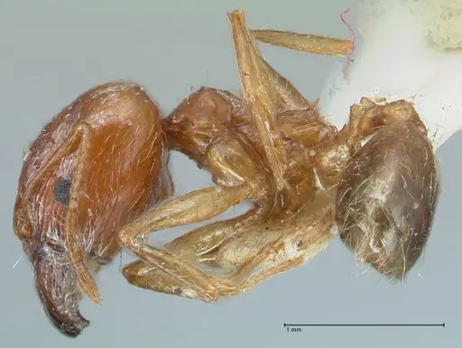 Pheidole jordanica specimen FOCOL1301 image focol1301_3