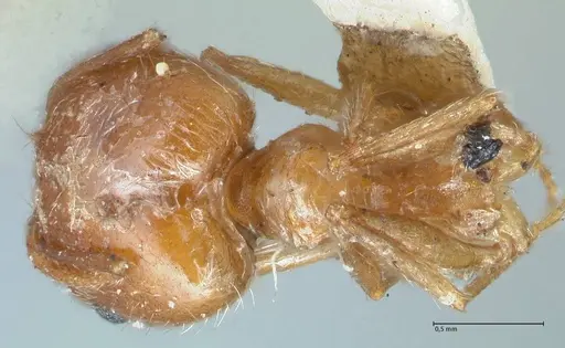 Pheidole jordanica specimen FOCOL1302 image focol1302_1