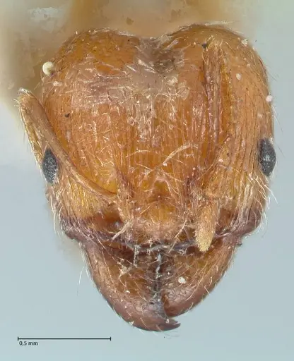 Pheidole jordanica specimen FOCOL1302 image focol1302_2