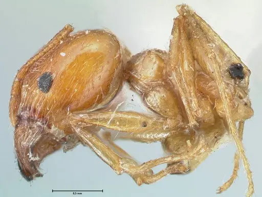 Pheidole jordanica specimen FOCOL1302 image focol1302_3