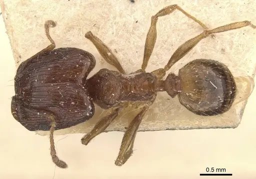 Pheidole jubilans specimen CASENT0907913 image casent0907913_1