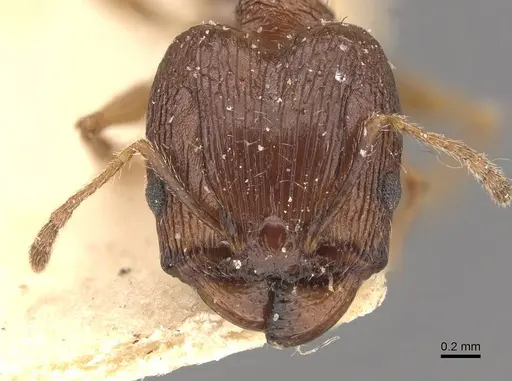 Pheidole jubilans specimen CASENT0907913 image casent0907913_2