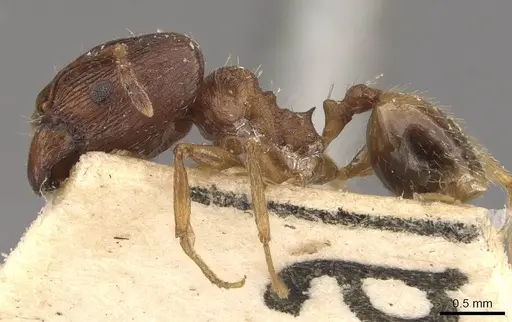 Pheidole jubilans specimen CASENT0907913 image casent0907913_3