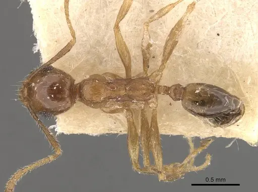 Pheidole jubilans specimen CASENT0907914 image casent0907914_1