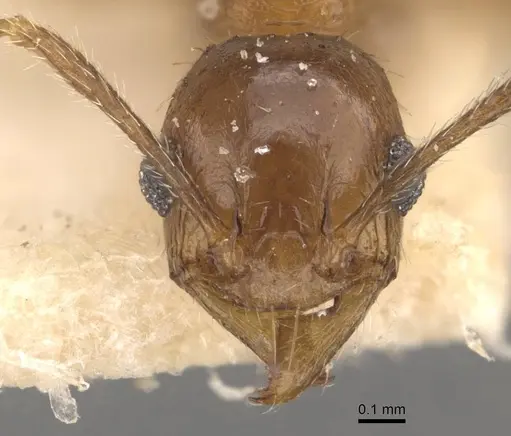 Pheidole jubilans specimen CASENT0907914 image casent0907914_2