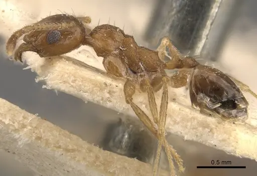 Pheidole jubilans specimen CASENT0907914 image casent0907914_3