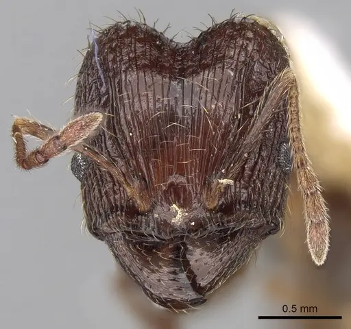 Pheidole jucunda specimen CASENT0281672 image casent0281672_2