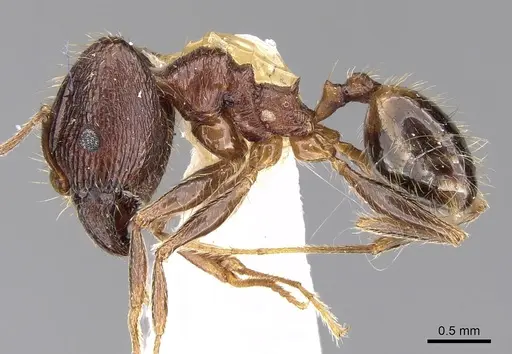 Pheidole jucunda specimen CASENT0281672 image casent0281672_3
