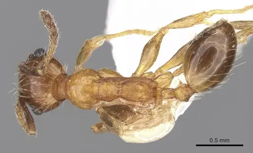 Pheidole jucunda specimen CASENT0281673 image casent0281673_1