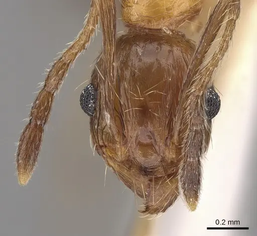 Pheidole jucunda specimen CASENT0281673 image casent0281673_2