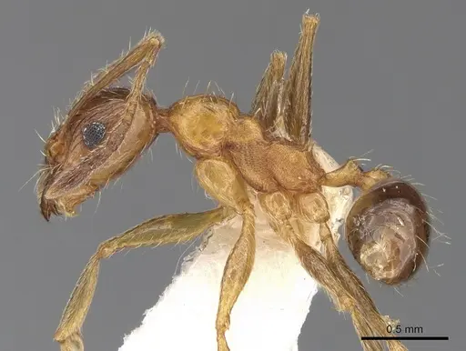Pheidole jucunda specimen CASENT0281673 image casent0281673_3