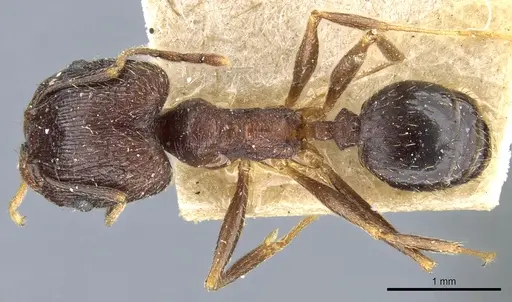 Pheidole jucunda specimen CASENT0904255 image casent0904255_1
