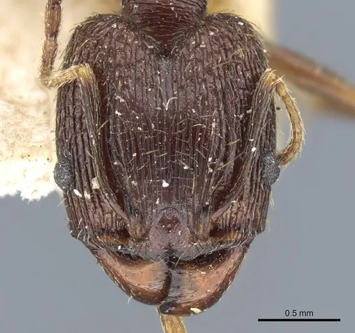 Pheidole jucunda specimen CASENT0904255 image casent0904255_2