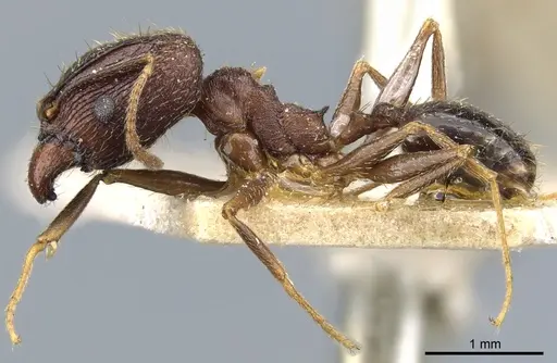 Pheidole jucunda specimen CASENT0904255 image casent0904255_3