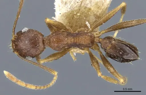 Pheidole jucunda specimen CASENT0904256 image casent0904256_1