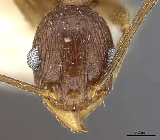 Pheidole jucunda specimen CASENT0904256 image casent0904256_2