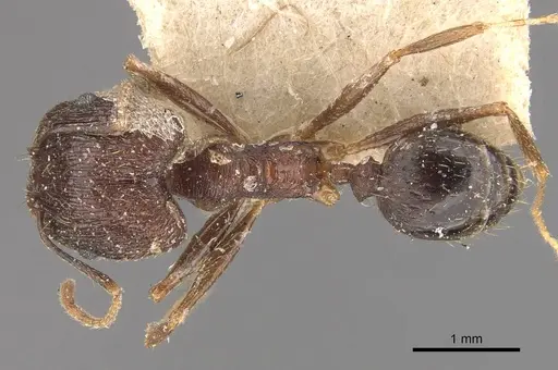 Pheidole jucunda specimen CASENT0907918 image casent0907918_1