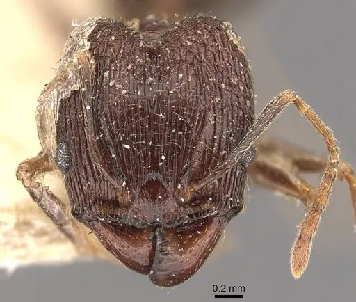 Pheidole jucunda specimen CASENT0907918 image casent0907918_2
