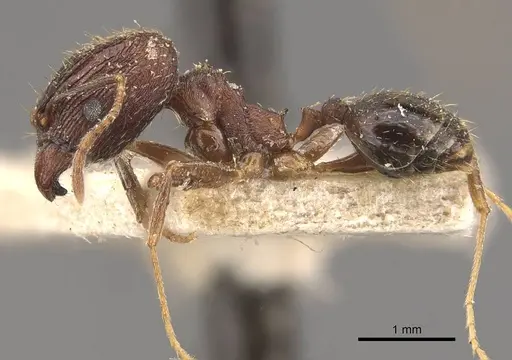 Pheidole jucunda specimen CASENT0907918 image casent0907918_3